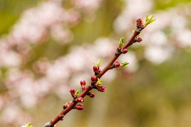 Hermosas ramas de cerezo en flor sobre las que se sientan las abejas