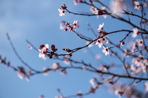 Hermosas ramas de cerezos en flor y cielo azul