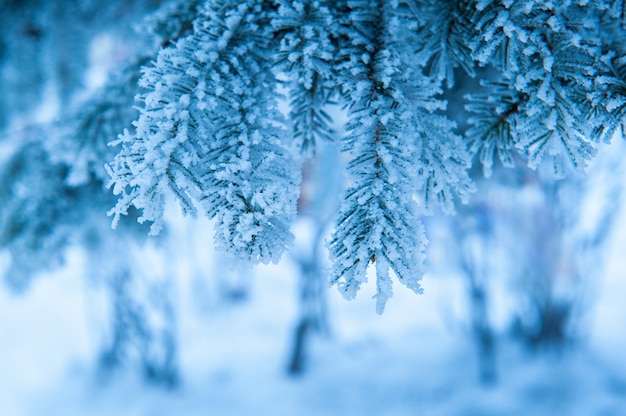 Hermosas ramas cubiertas de nieve de abetos en Winter Park