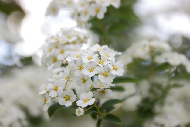 Hermosas ramas con flores blancas en un jardín de primavera Flores de primavera en los árboles de cerca