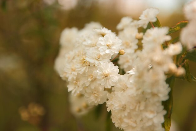 Hermosas ramas con flores blancas en un jardín de primavera Flores de primavera en los árboles de cerca