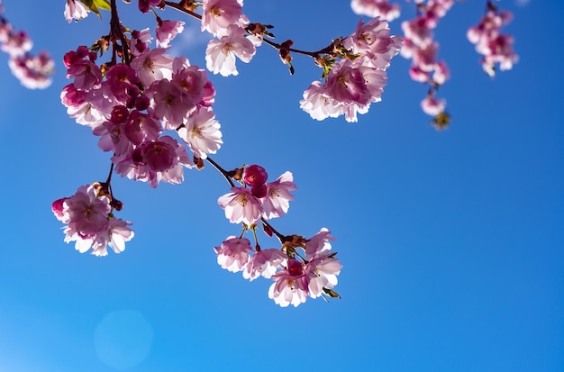 Hermosas ramas de flores de cerezo rosadas en el árbol bajo el cielo azul  árbol de sakura | Foto Premium