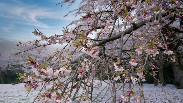 Hermosas ramas con flores de cerezo