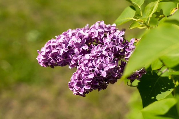 Hermosas ramas frescas de flores lilas sobre un fondo de hojas verdes