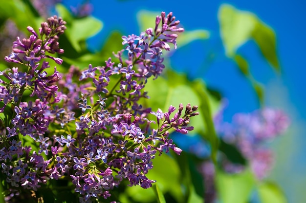 Hermosas ramas de lilas en un día soleado primavera floreciente lila