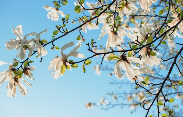 Hermosas ramas de magnolia en flor con flores abiertas