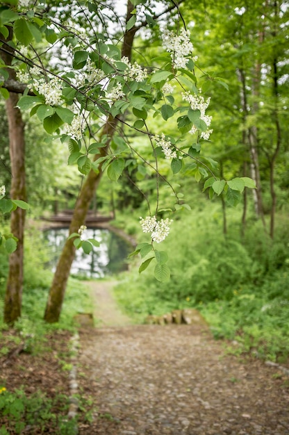 Hermosas ramas de pájaro blanco floreciente cereza prunus padus en el parque