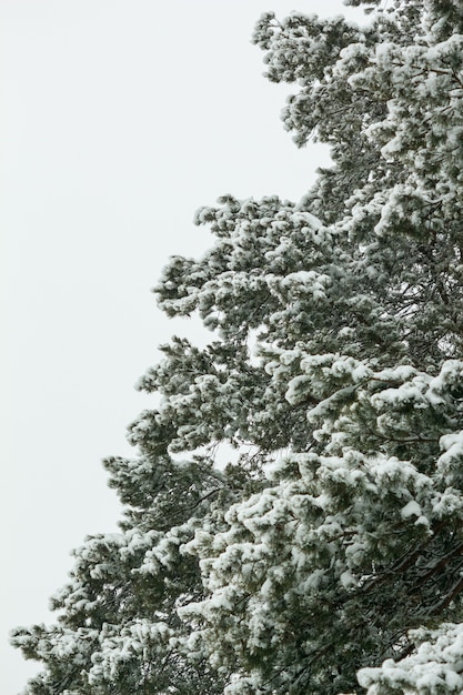 Hermosas ramas de pino en la nieve.