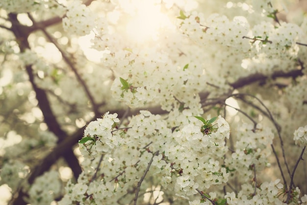 Hermosas ramas primaverales de cerezos en flor en el fondo abstracto de la naturaleza. Enfoque selectivo. Fuente de imagen romántica de ensueño, espacio de copia.
