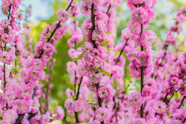 Hermosas ramitas rosadas suaves y brillantes de flor de sakura con enfoque selectivo y fondo suave y borroso