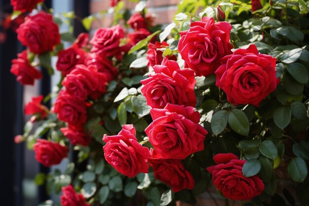 Hermosas rosas al aire libre