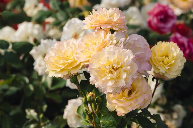 Foto hermosas rosas amarillas con flores rosas en la naturaleza primer plano rosa amarilla