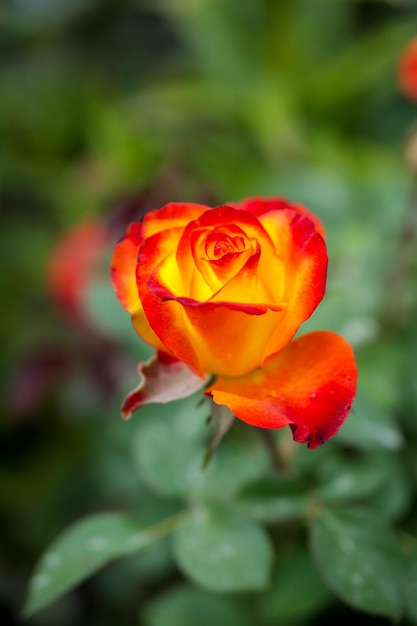 Hermosas rosas amarillas y rojas en el jardín de rosas