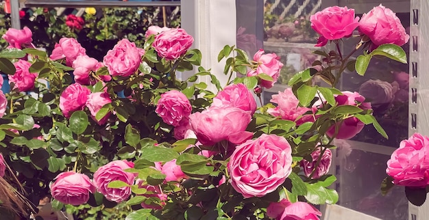 Hermosas rosas arbustivas en el jardín de verano flores florecientes en Hertfordshire Inglaterra en la plantación y jardinería de verano