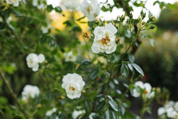 Foto hermosas rosas blancas que florecen en el parque