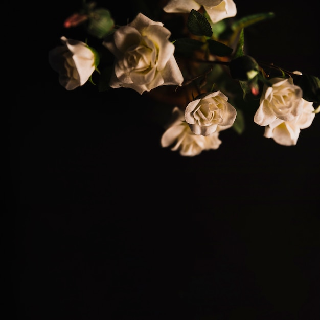 Foto hermosas rosas blancas