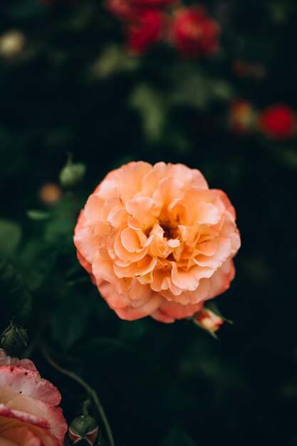 hermosas rosas en el capullo