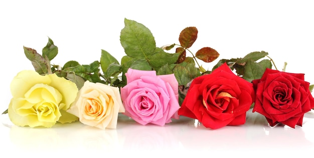 Hermosas rosas de colores aislados en blanco