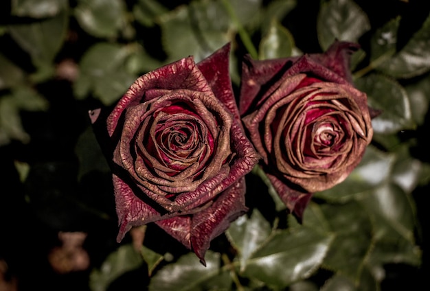 Hermosas rosas de colores florecen en el jardín