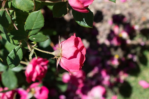 Hermosas rosas de colores florecientes en el fondo del jardín