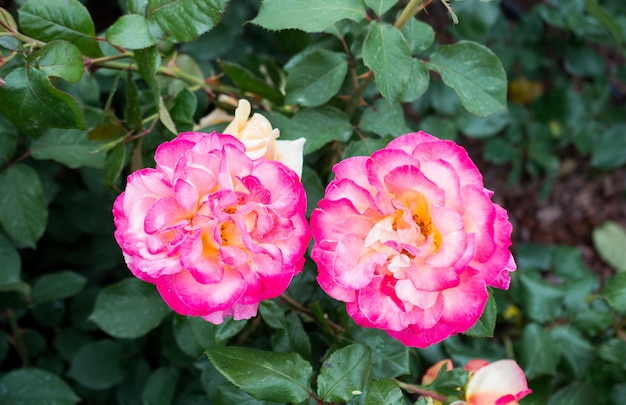 Hermosas rosas de colores florecientes en el fondo del jardín