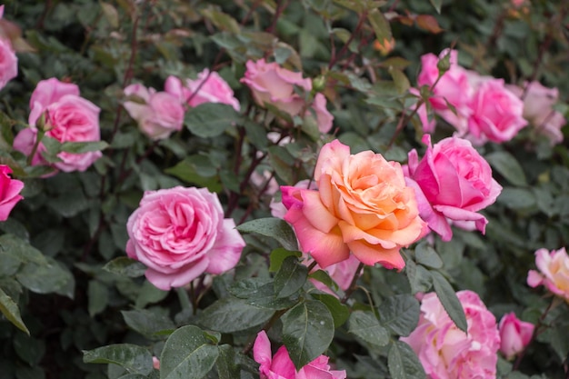 Hermosas rosas de colores florecientes en el jardín