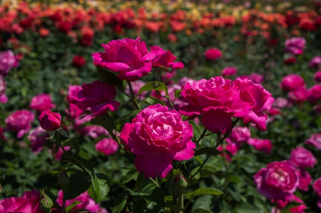 Hermosas rosas de colores florecientes en el jardín