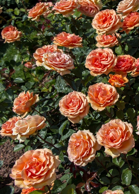 Hermosas rosas de colores florecientes en el jardín