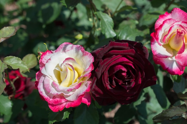 Hermosas rosas de colores florecientes en el jardín