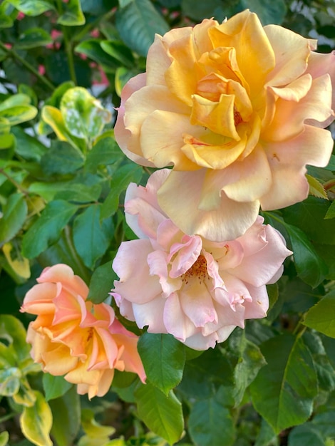 Hermosas rosas de colores en el jardín en un día soleado de verano