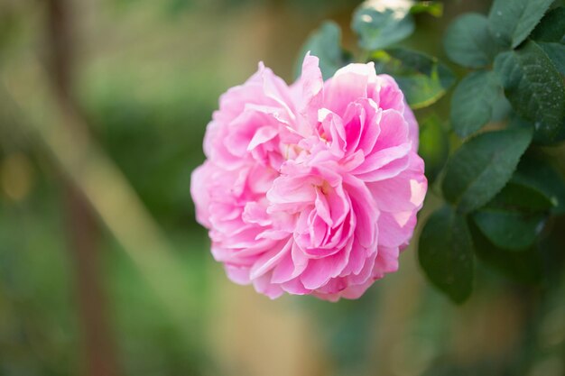 Hermosas rosas de colores rosa flor en el jardín