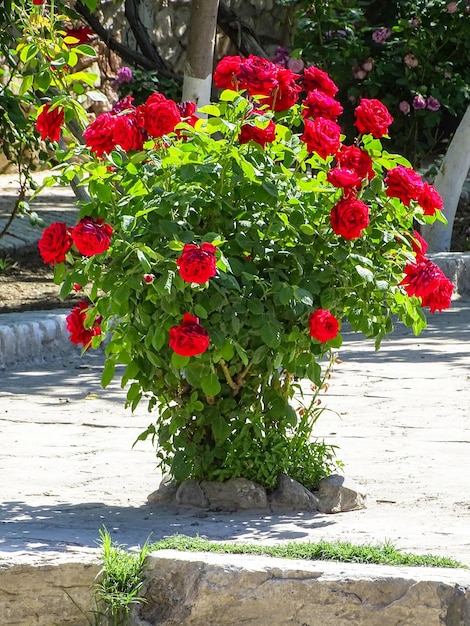 Hermosas rosas en crecimiento en la calle