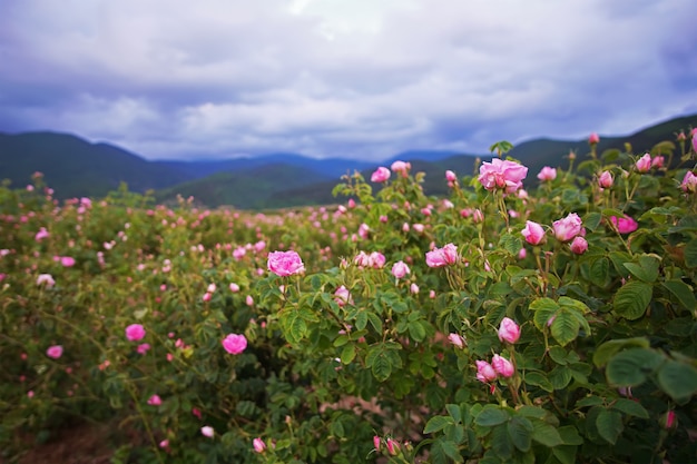 Hermosas rosas de damasco búlgaras