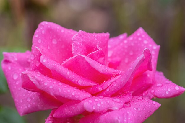 Unas hermosas rosas después de la lluvia