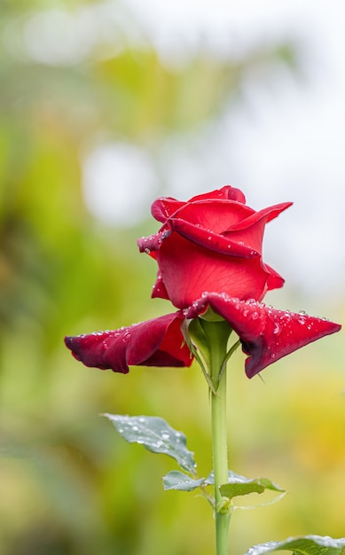 Unas hermosas rosas después de la lluvia