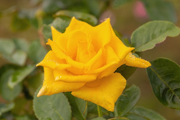 Unas hermosas rosas después de la lluvia