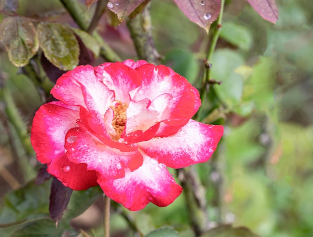 Unas hermosas rosas después de la lluvia