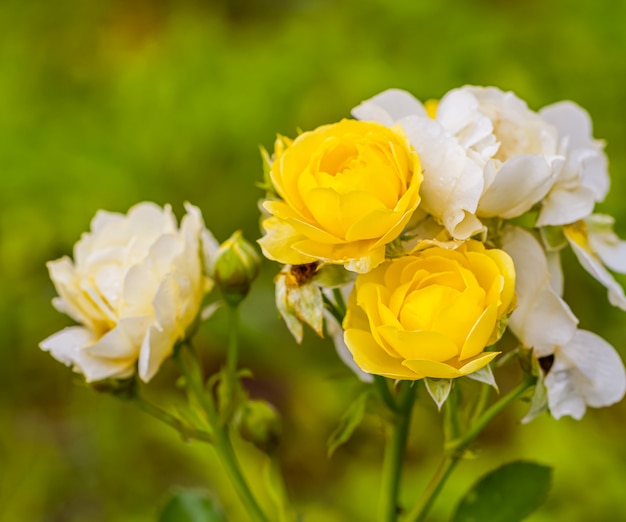 Unas hermosas rosas después de la lluvia