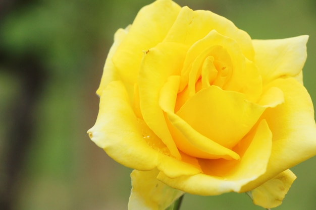 Hermosas rosas están floreciendo en el jardín.