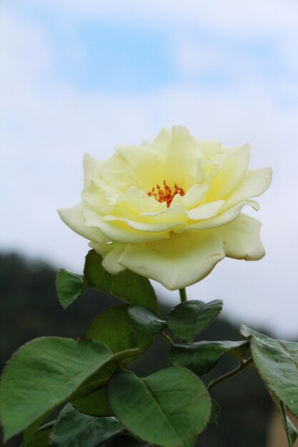 Hermosas rosas están floreciendo en el jardín.