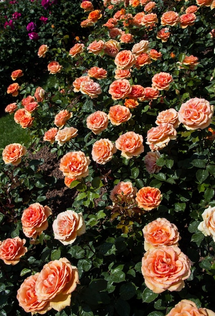 Hermosas rosas en flor en el fondo del jardín