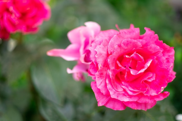 Hermosas rosas en flor en el jardín en verano los rayos del sol en las flores