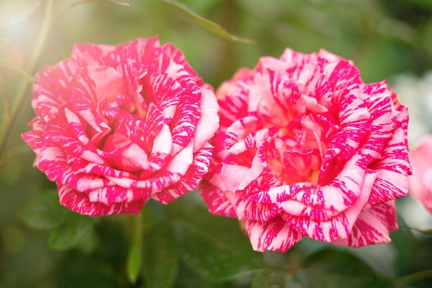 Hermosas rosas en flor en el jardín en verano, los rayos del sol sobre las flores