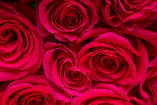 Hermosas rosas frescas y brillantes sobre un fondo claro
