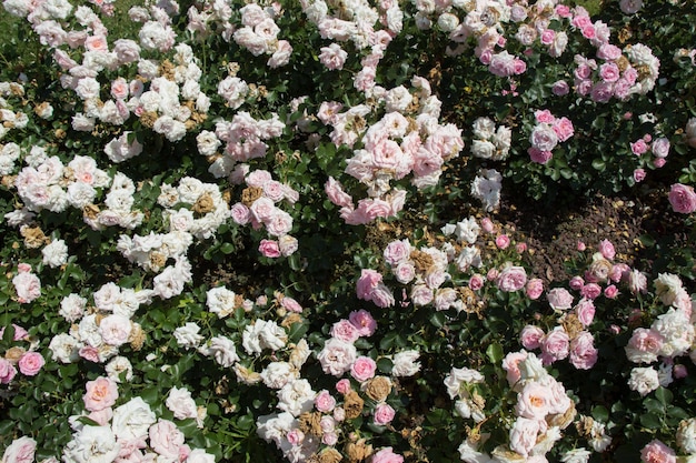 Hermosas rosas frescas como fondo primaveralxAxA