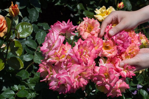 Hermosas rosas frescas en la mano