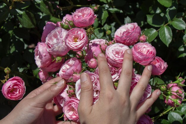 Hermosas rosas frescas en la mano