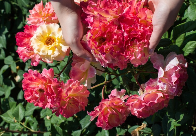 Hermosas rosas frescas en la mano