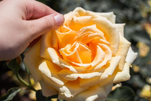 Hermosas rosas frescas en una vista de cerca