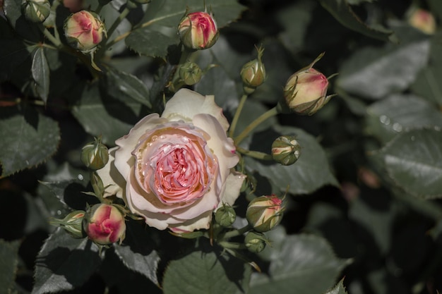 Hermosas rosas con gotas de agua